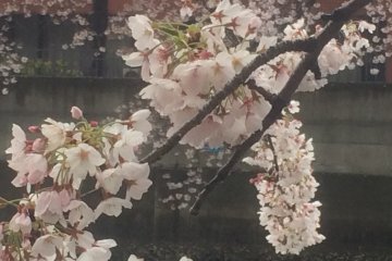 <p>One of many cherry blossom in full bloom</p>