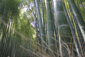 Pemandangan lainnya di Sagano Kyoto