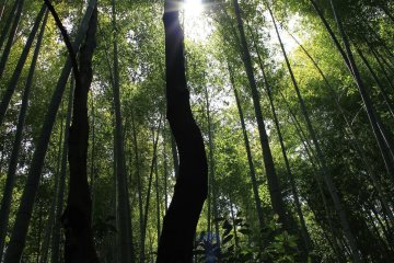 Sinar matahari yang menembus kanopi bambu