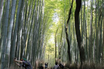 Jalur bambu di Sagano Kyoto
