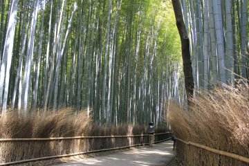 Pagar jalan yang memanjakan mata di Sagano Kyoto