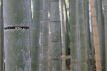 Bambu dari jarak dekat