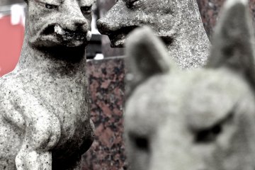 <p>A group of foxes</p>