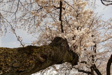 <p>Massive branch of one of the cherry trees on the Asuwa riverside</p>