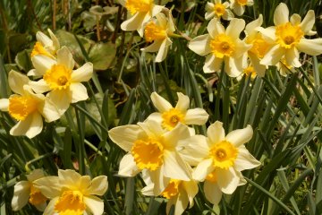 <p>Lovely yellow daffodils</p>