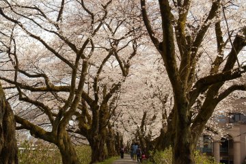 <p>Cherry blossom tunnel on the riverbank</p>