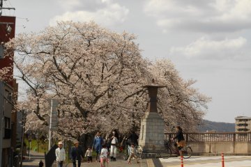 <p>Tsukumo Bridge and cherry trees in full bloom</p>