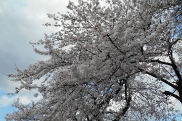 <p>Cherry blossoms in full bloom</p>