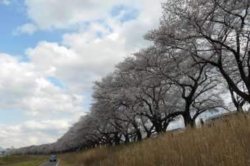 <p>This row of cherry trees continues for 2.2 km on both sides of the&nbsp;Asuwa river</p>