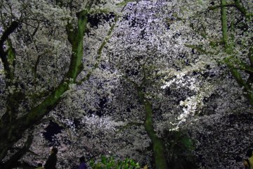 Lit-up cherry blossoms on Asuwa riverbank. Beautiful! &nbsp;