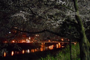 Cherry trees and illuminated Asuwa riverbank. The bridge in the distance is called Sakura Bridge