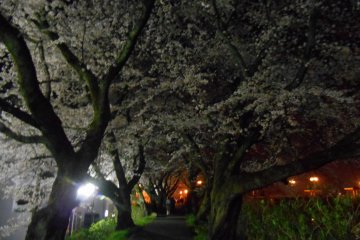 Cherry blossom tunnel at Asuwa riverside-walk at night