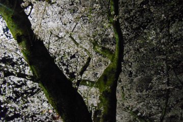 Close-up of lit-up cherry tree