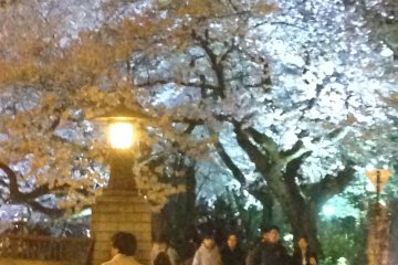 Local people enjoying night-time cherry trees near Tsukumo bridge