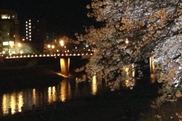 Night-time view of Sakura bridge and cherry tree in full bloom