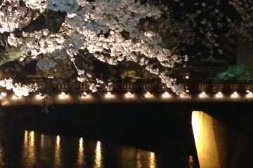 Lit-up cherry blossoms and Sakura bridge