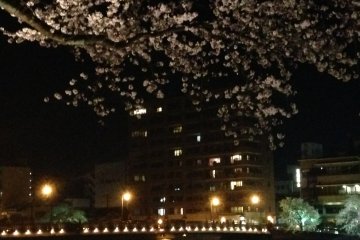 Illuminated Tsukumo Bridge and cherry trees on Asuwa riverbank