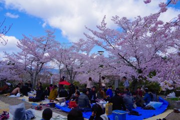 <p>Pesta melihat bunga di bawah pohon sakura</p>