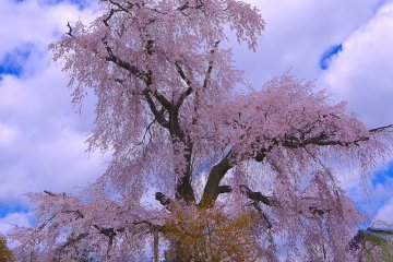 <p>Pohon sakura yang sangat indah: Pohon sakura paling terpopuler di Kyoto!</p>