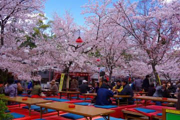 <p>Bunga merah jambu lembut dan langit biru</p>