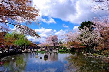 <p>Sebanyak 680 pohon sakura bersebaran di taman Jepang berukuran 86600 meter persegi</p>