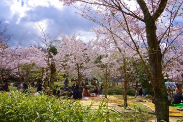 <p>Pohon sakura bermekaran di awal bulan April</p>