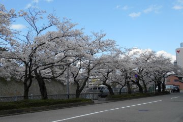 <p>Beautiful cherry trees lining the street just in front of Fukui Castle</p>