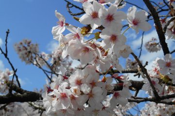<p>Pretty!</p>