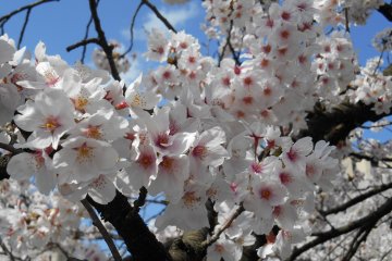 <p>They look happy blooming under the blue sky!</p>