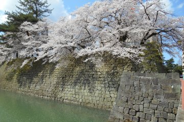 Ohanami ยามกลางวัน ที่ปราสาท Fukui 