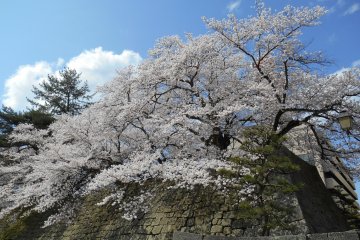 <p>Cherry trees, stone wall, mosses and a pine tree under the blue sky...Japanese spring has come!</p>