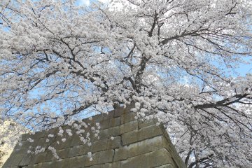 <p>Cherry tree in full bloom over the stone wall</p>