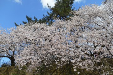 <p>Cherry blossoms and Japanese pine trees</p>