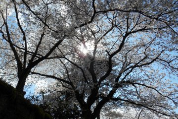 <p>Cherry blossoms blocking sunshine</p>