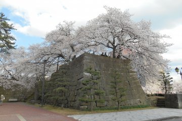 <p>Cherry trees in full bloom on the stone wall</p>