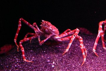 It feels kind of special to be able to watch such colorful beings from so close
