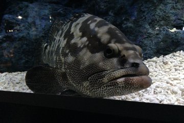 A surprisingly big fish