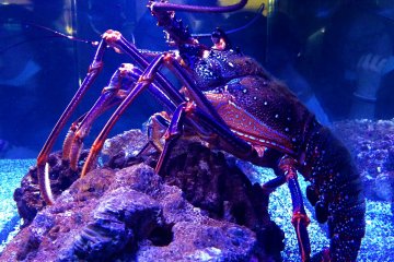 畅游墨田水族馆