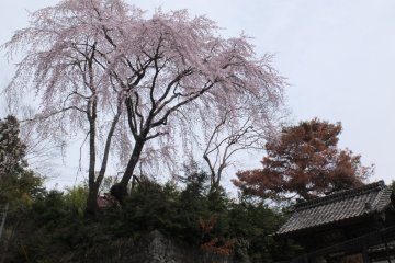 <p>Sakura at the temple's entrance</p>