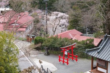<p>Sakura at the red tori gate outside the temple entrance&nbsp;</p>