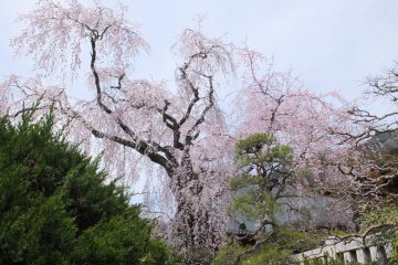 <p>Shidarejakura</p>