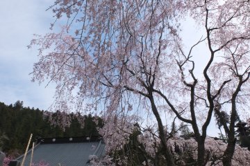 <p>Sakura on the hill&nbsp;</p>