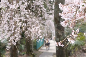 <p>View through the sakura&nbsp;</p>