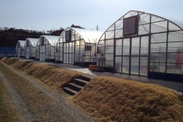 Rows of hot houses at Tado Green farm