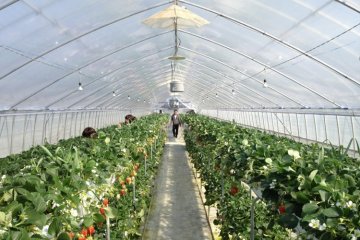 Rows of strawberries inside the hot house.