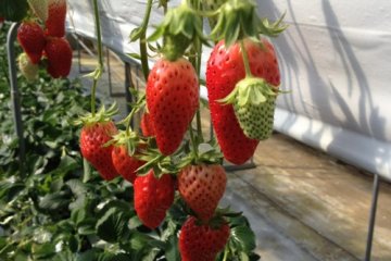 Strawberries ready for picking and eating...