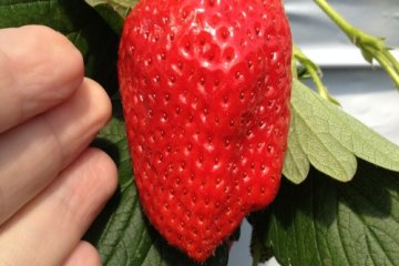 How many strawberries of this size could you eat in 30 minutes?