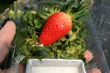 Strawberries and condensed milk, bliss!