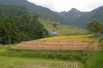 Rice stalks drying over tent like poles below the Senmaida rice paddies