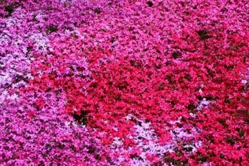 ทุ่งพรม Pink Moss ณ เมือง Abashiri